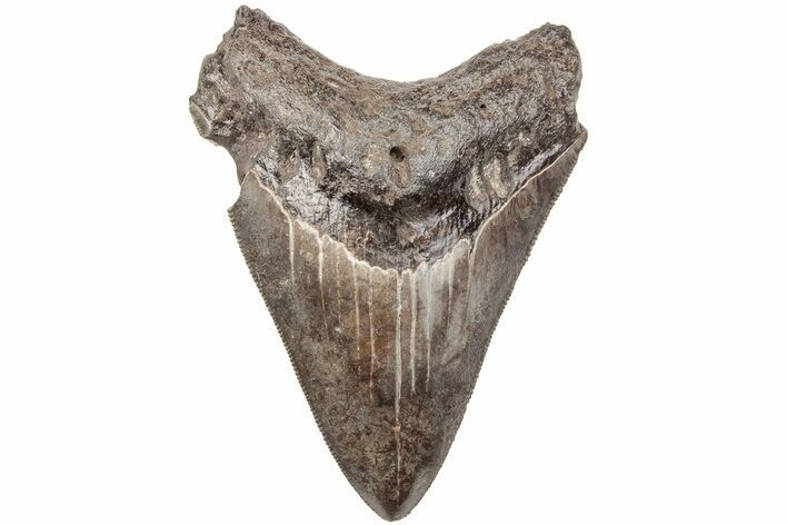 Serrated, 3.49" Fossil Megalodon Tooth - South Carolina